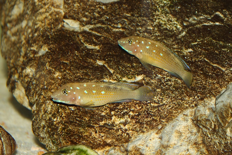 Spathodus sp. 'erythrodon north' Kigoma
